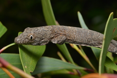 Eurydactylodes vieillardi