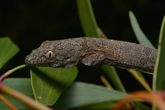 Eurydactylodes vieillardi