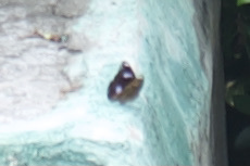 Hypolimnas bolina