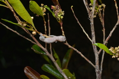 Bavayia cyclura