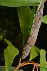 Eurydactylodes vieillardi