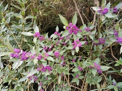 Callicarpa tikusikensis