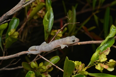 Bavayia