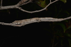 Eurydactylodes vieillardi