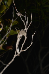 Eurydactylodes vieillardi