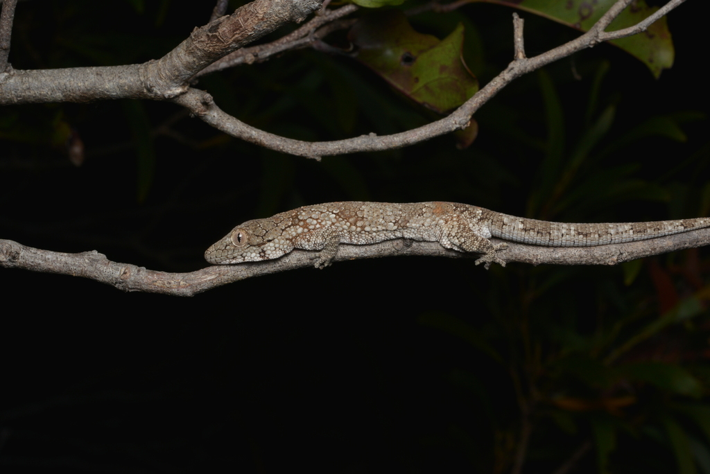 Bavay's Gecko