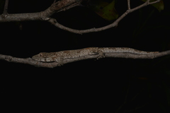 Eurydactylodes vieillardi