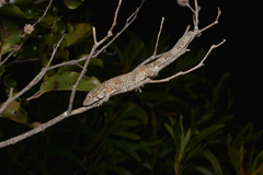 Eurydactylodes vieillardi