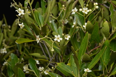 Denhamia fournieri