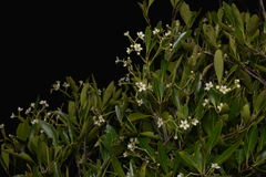 Denhamia fournieri
