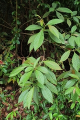 Timonius wallichianus