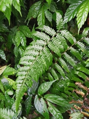 Metathelypteris gracilescens