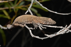 Eurydactylodes vieillardi