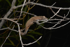 Eurydactylodes vieillardi