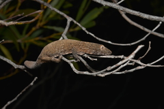 Eurydactylodes vieillardi