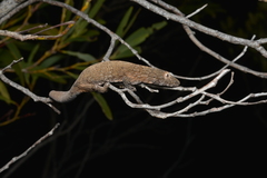 Eurydactylodes vieillardi