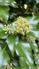 Hedera helix