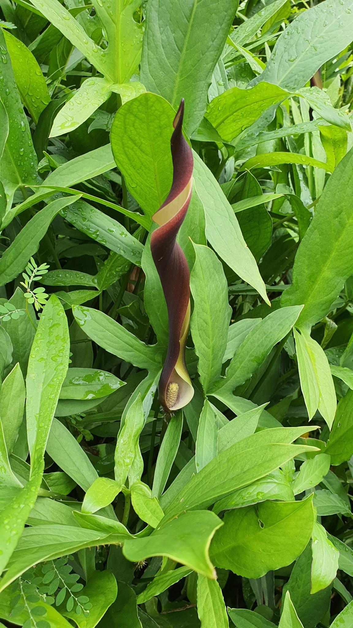 Lasia spinosa