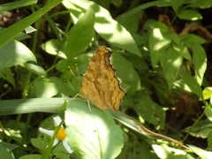 Polygonia c-aureum lunulata