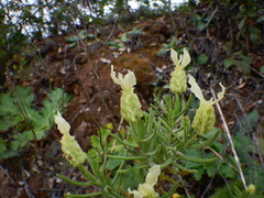 Lavandula viridis