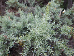 Ulex argenteus argenteus