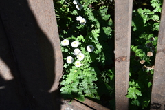 Tanacetum parthenium