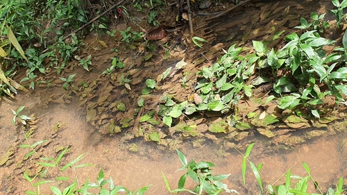 Cryptocoryne pontederiifolia