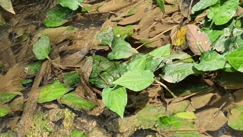 Cryptocoryne pontederiifolia, photograph 1