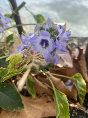Campanula versicolor
