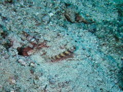 Amblyeleotris wheeleri