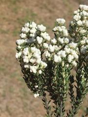 Phylica paniculata
