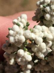 Phylica paniculata