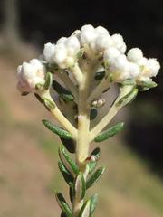 Phylica paniculata