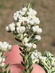 Phylica paniculata