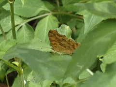 Polygonia c-aureum lunulata