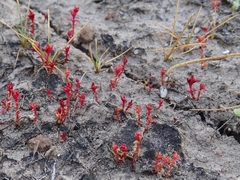 Crassula aquatica