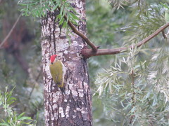 Picus xanthopygaeus