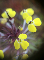 Triphysaria eriantha