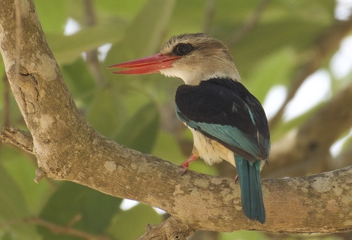 Halcyon leucocephala