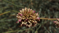 Hermbstaedtia glauca