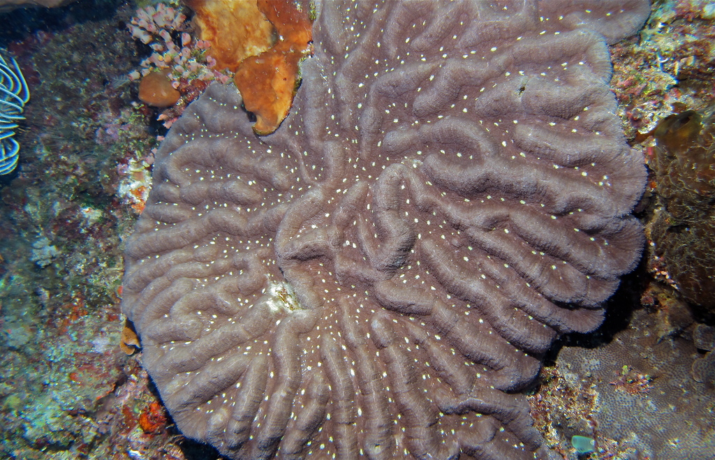 sinuous cup coral