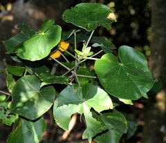 Hibiscus tiliaceus tiliaceus