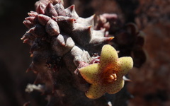 Richtersveldia columnaris