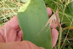 Brunsvigia undulata