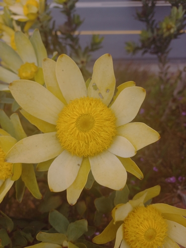 Image of Leucadendron globosum by (c) Brian du Preez, some rights reserved (CC BY-SA)