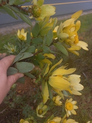 Leucadendron globosum