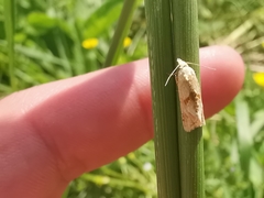 Cochylimorpha straminea