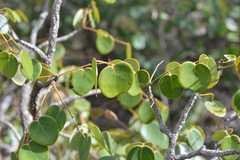 Phyllanthus montrouzieri