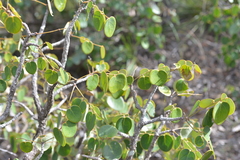 Phyllanthus montrouzieri