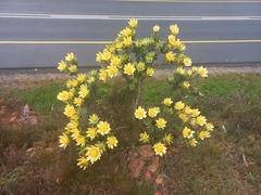 Leucadendron globosum